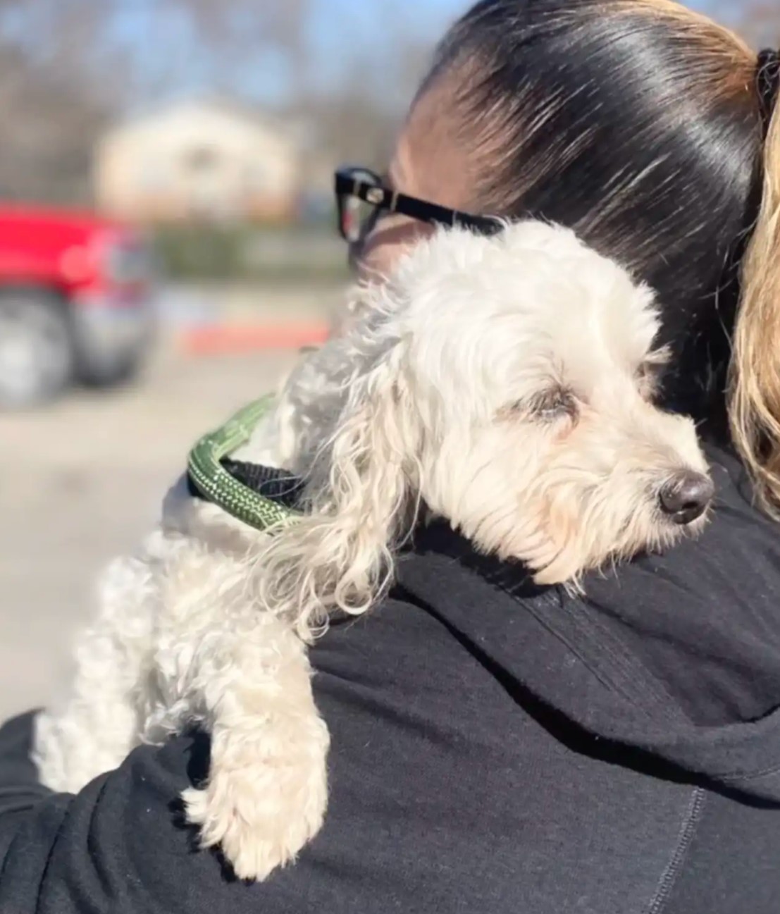 woman holding white adorable dog