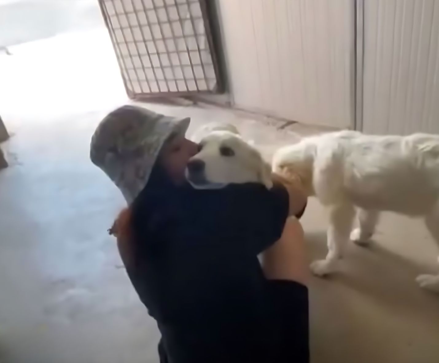 woman hugging big white dog