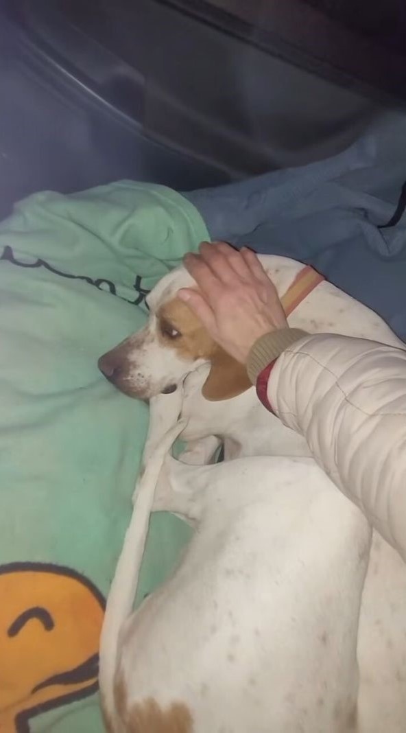 woman petting brown and white dog