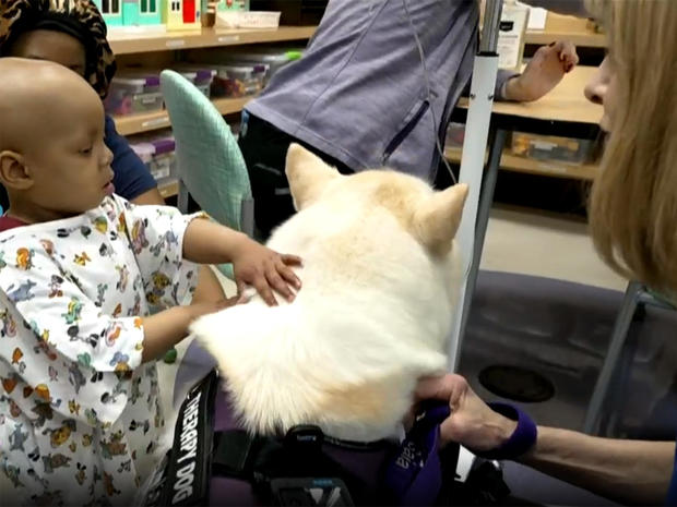 young boy petting a dog