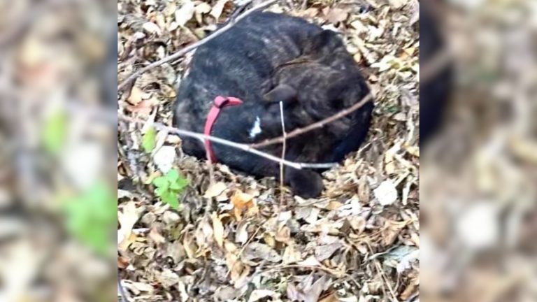 skeletal pup buried in a pile of leaves