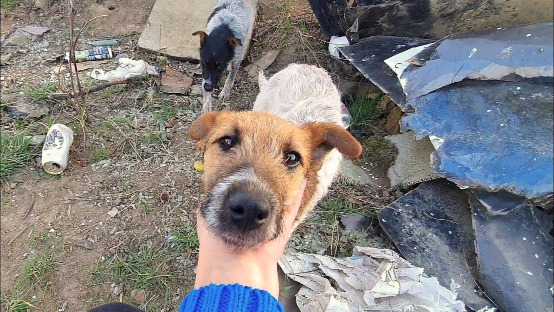 Two Puppies Abandoned In A Pile Of Trash Now Live The Life Of Their Dreams