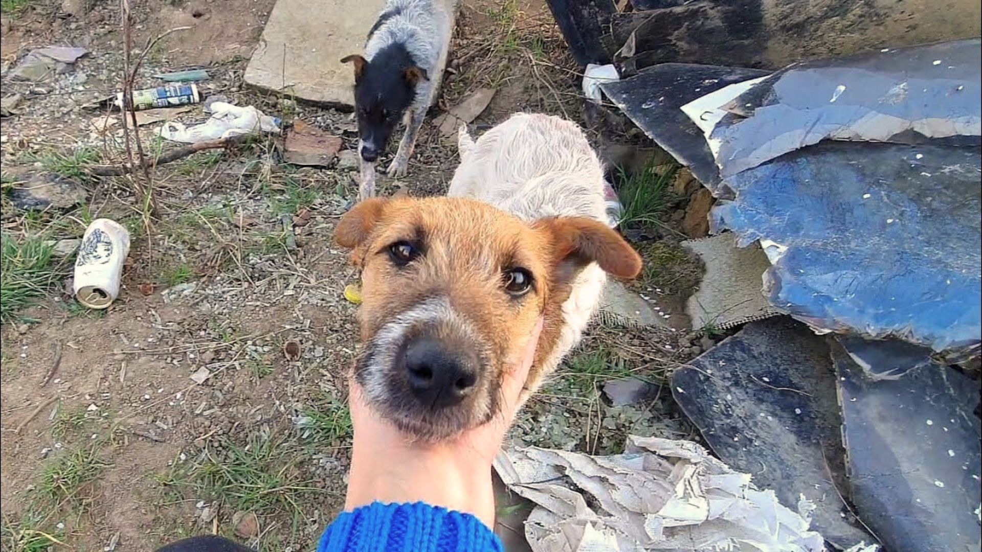 Puppies Who Were Desperate To Get Adopted After Being Dumped In A Pile Of Trash Had No Idea What Life Had In Store For Them