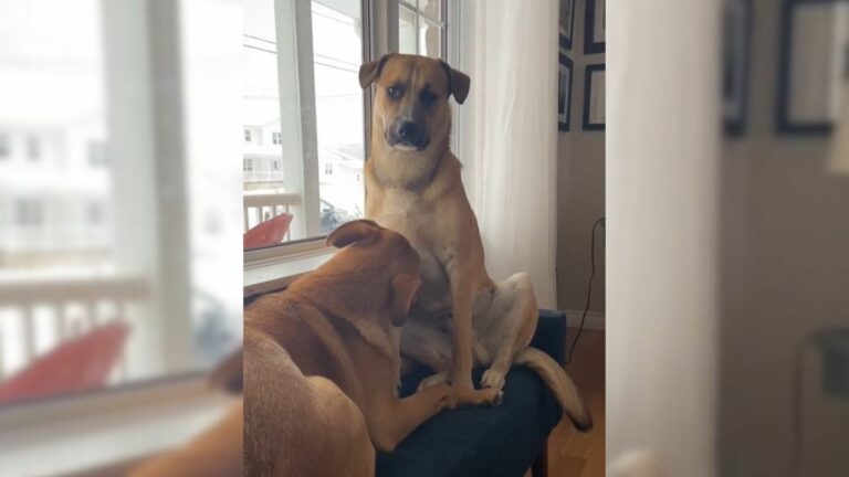 two dogs in a house
