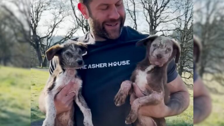 rescuer saves two puppies