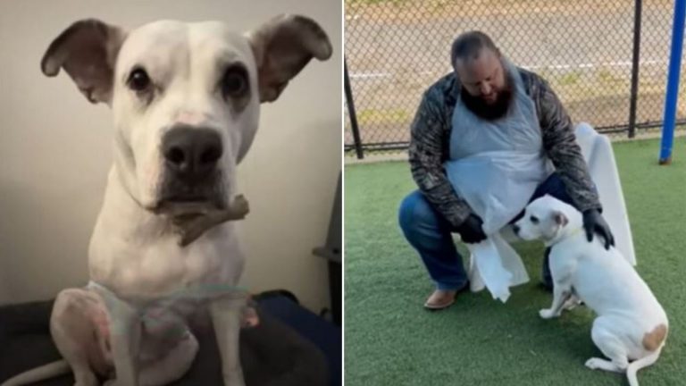 shelter dog and guy
