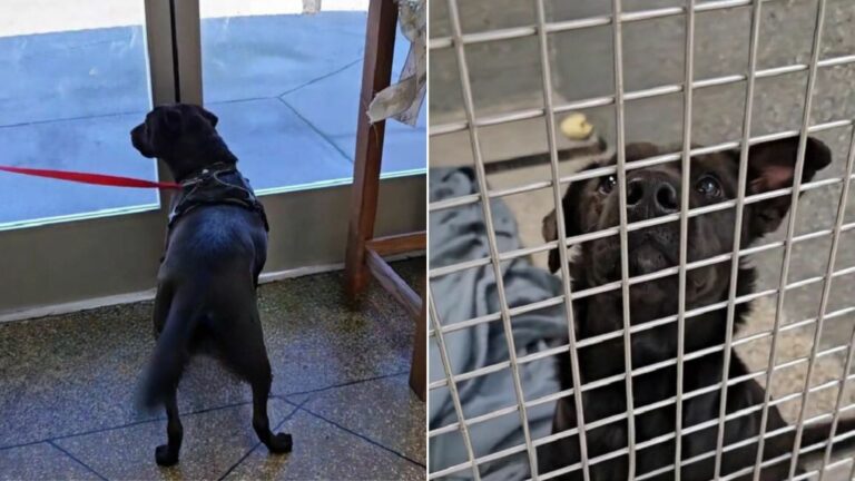 desperate shelter dog