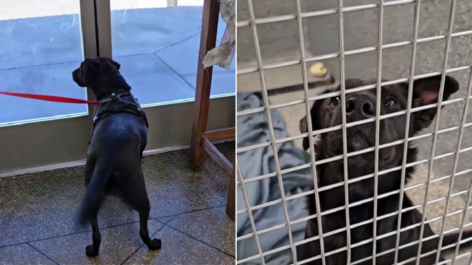 desperate shelter dog