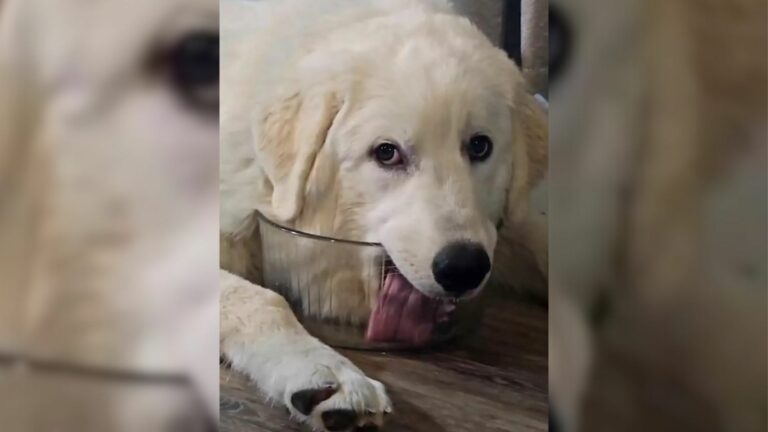 dog licking the water bowl