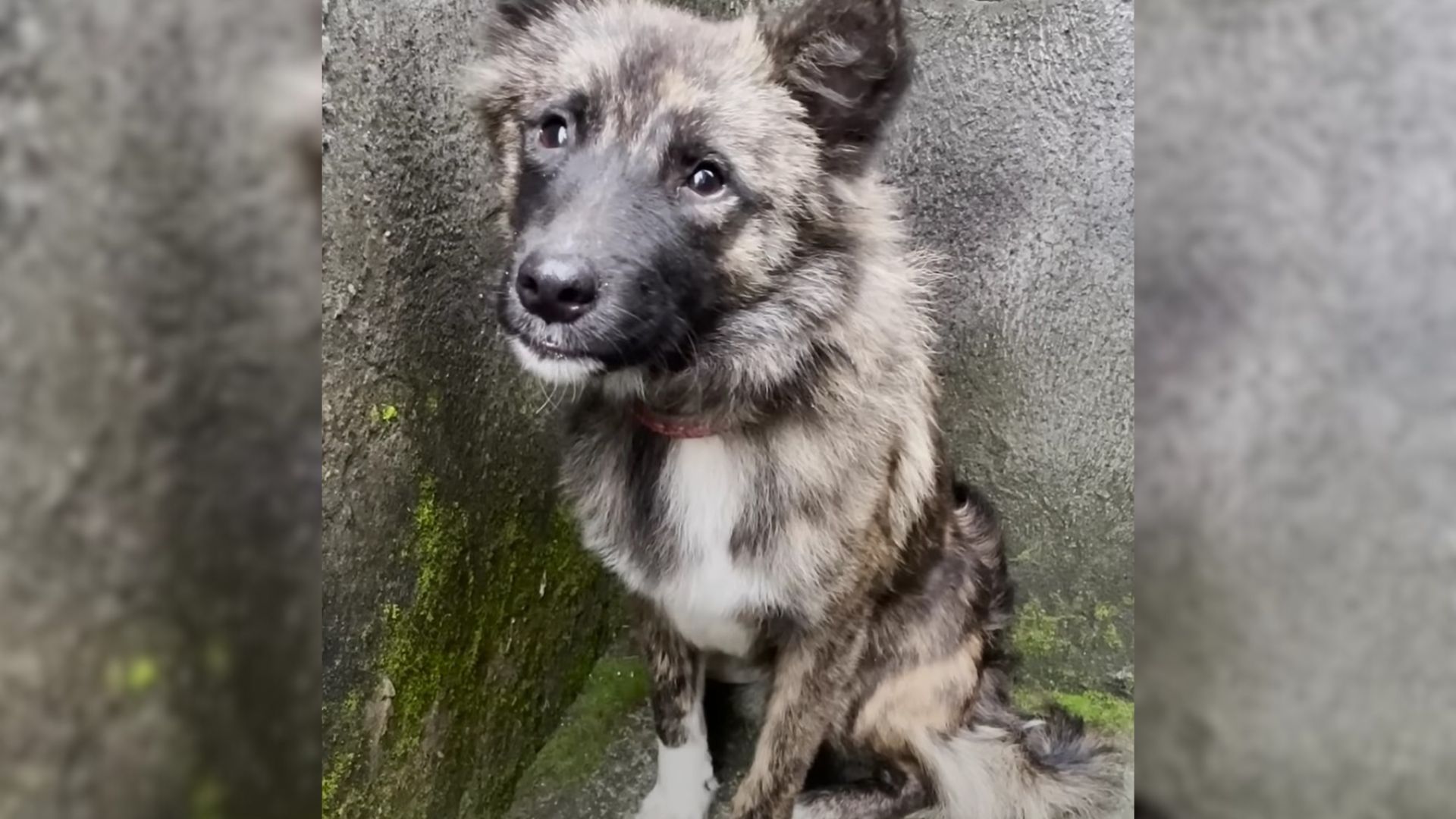 Scared Pup Who Didn’t Trust Anyone Appears On Woman’s Door, Looking For Help