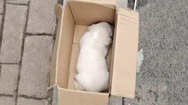 abandoned puppy in a box