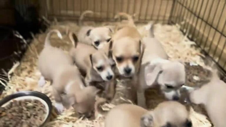 Dumped puppies