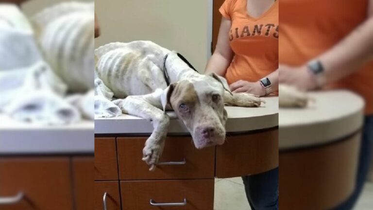 person promises dog bettter life