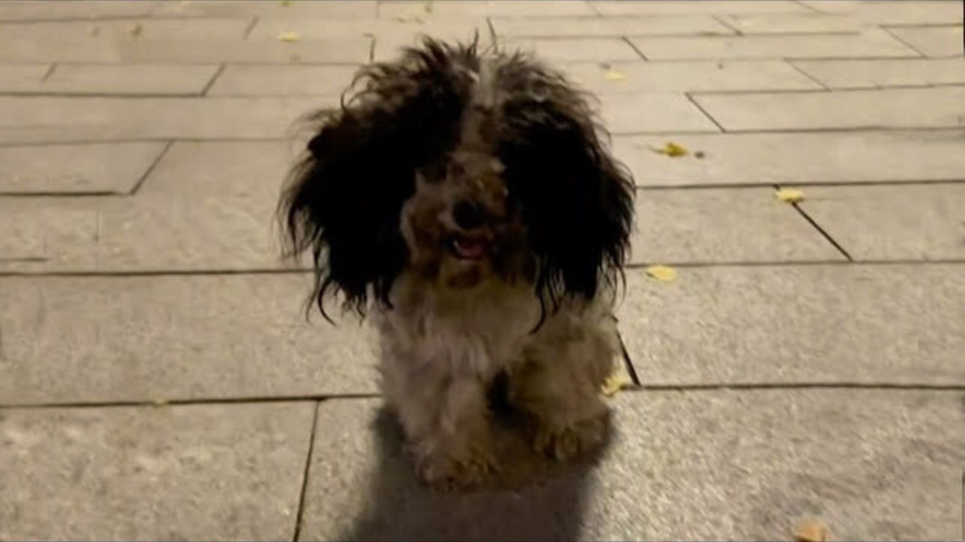 A Little Stray Puppy Who Kept Crawling On The Square, Pleading For Food, Finally Meets Kind Souls