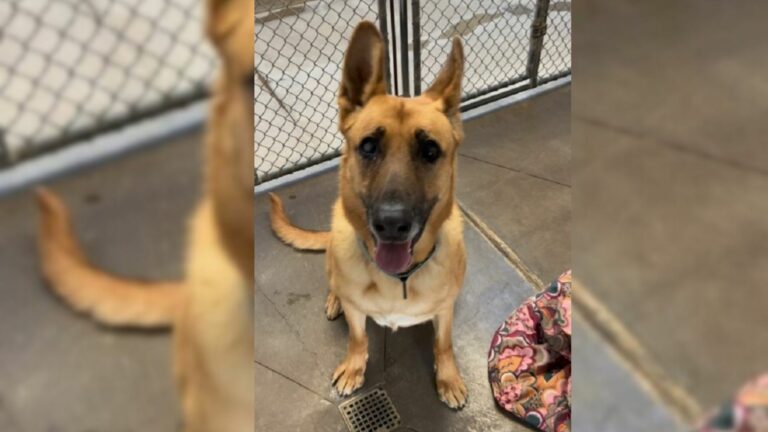 loving dog in a shelter
