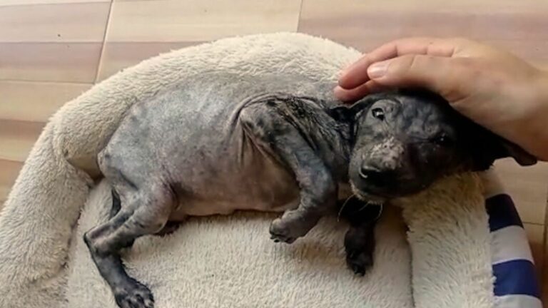 poor dog being cuddled