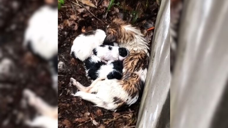 mother dog hugging a puppies