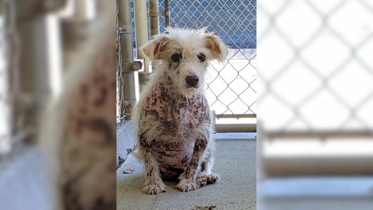 White puppy without fur