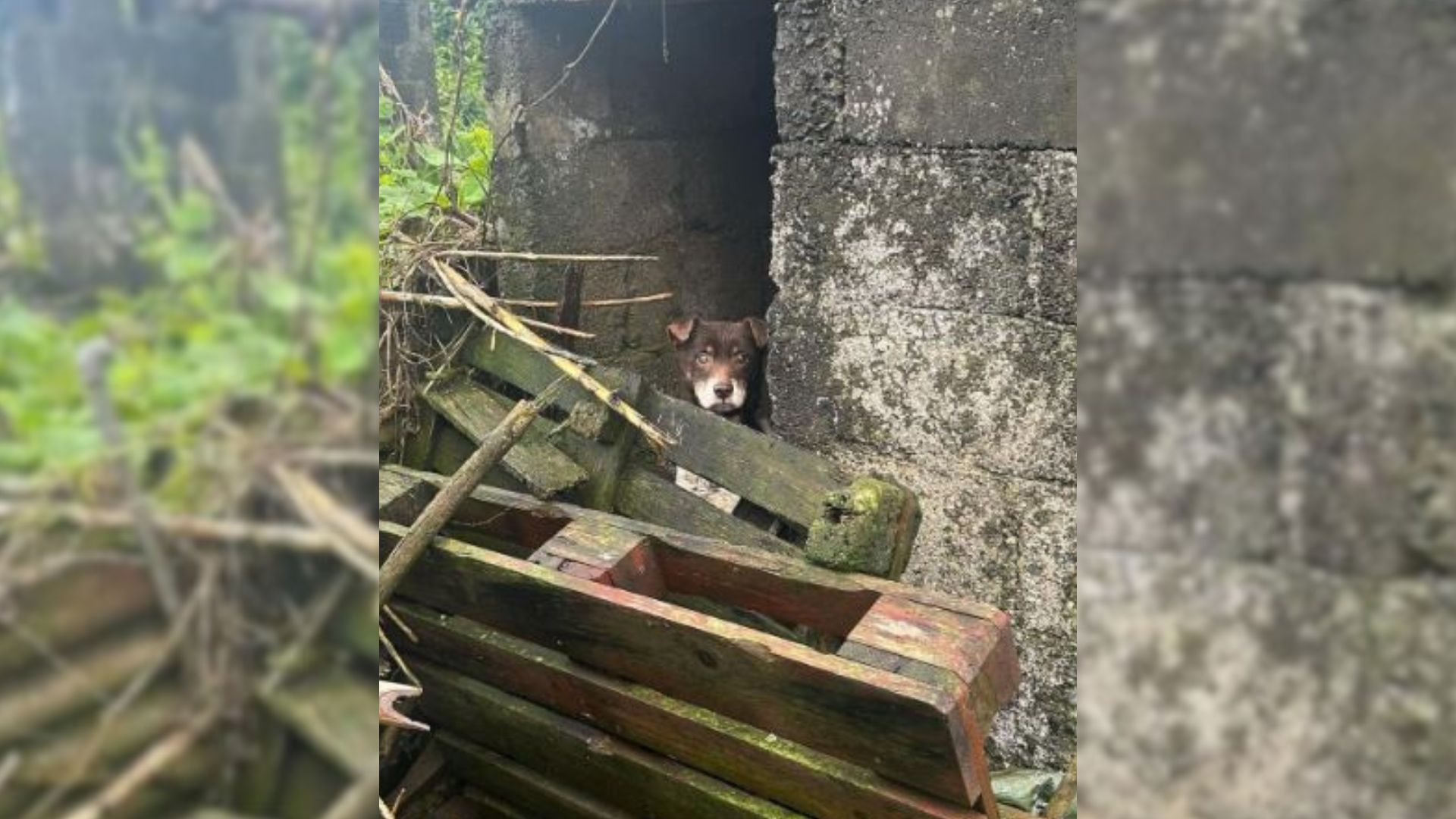 A Sad Dog Who Was Locked Up In A Dirty Place Can’t Stop Smiling After He Feels Loved Again