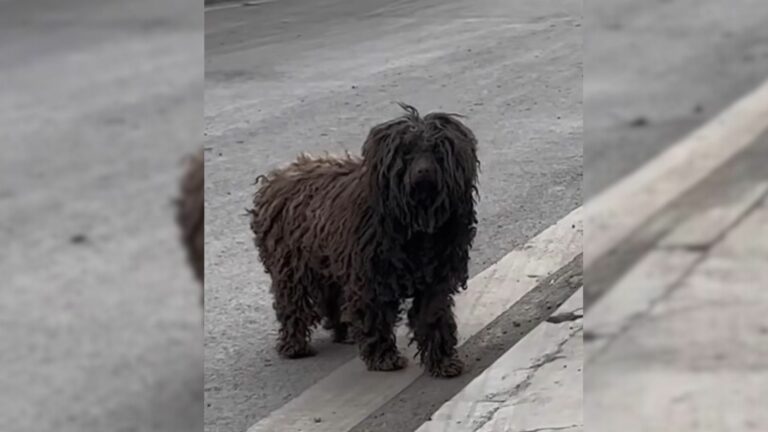 dog in the street