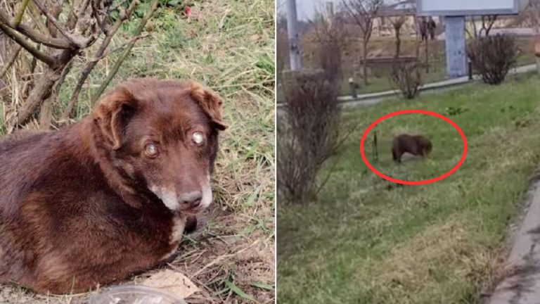blind pup gets a chance