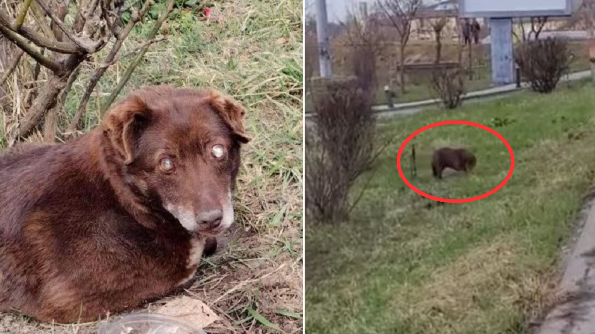 Blind Pup Who Was Abandoned Next To A Busy Road Finally Gets A New Chance