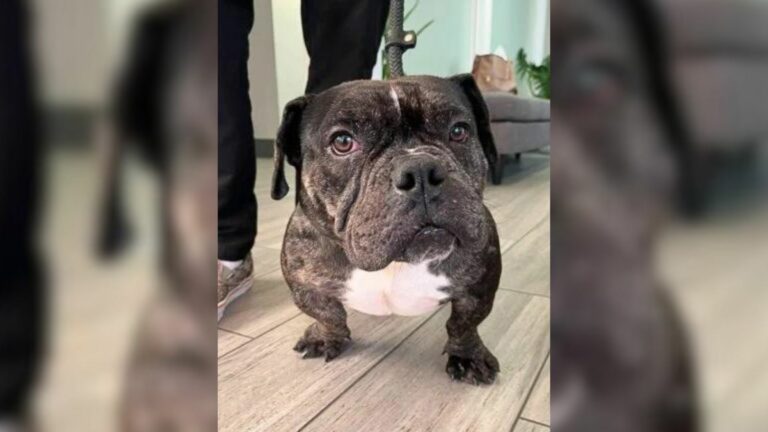 mother dog adopted