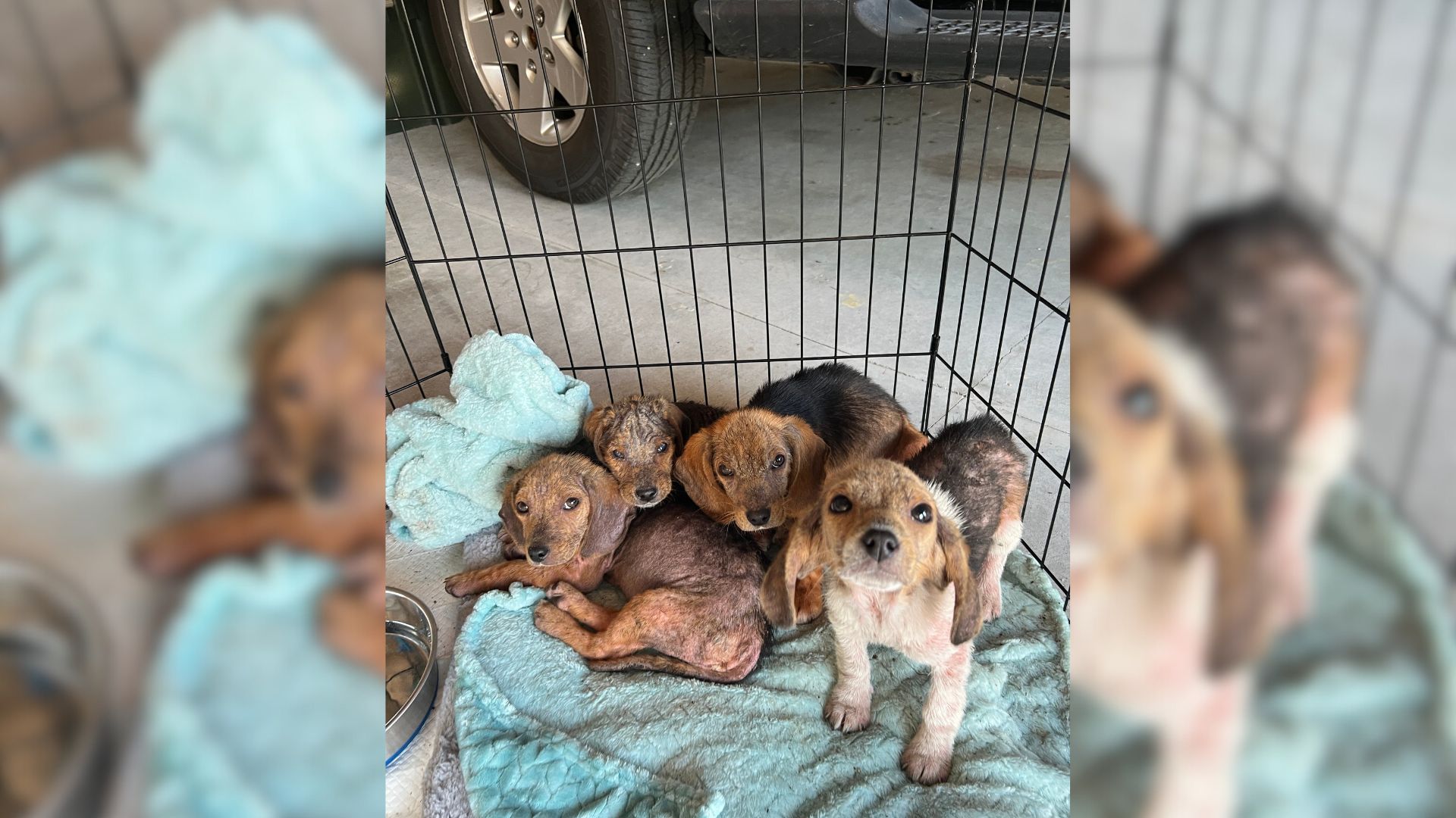 A Whole Litter Of Helpless Puppies Found Cruelly Abandoned In A Dumpster Shocks Rescuers
