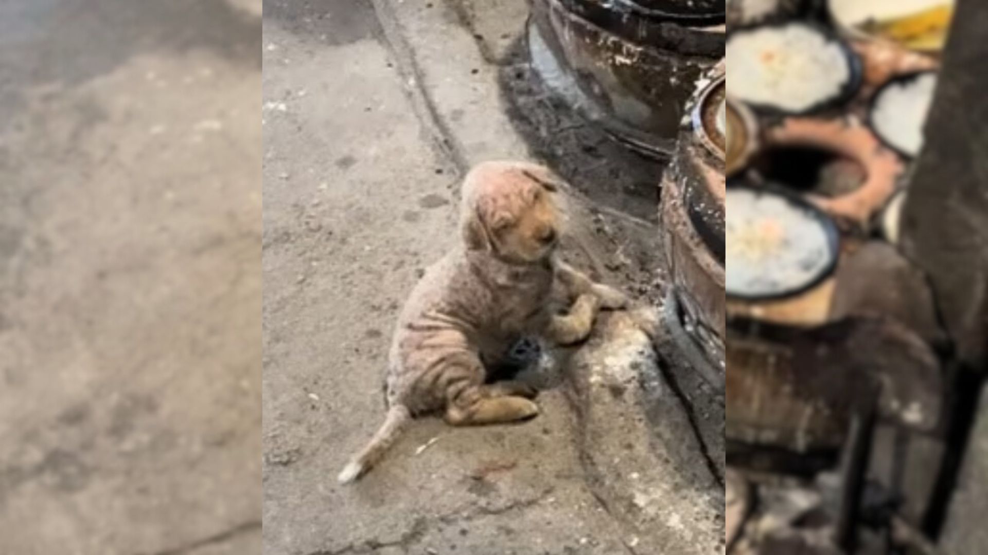 woman rescues sick dog