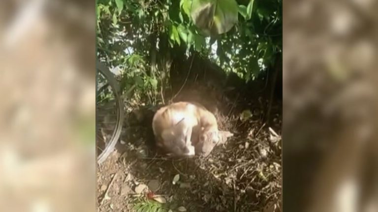 abandoned dog tied to a tree
