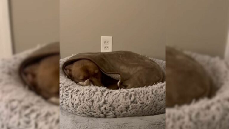 dog laying in the house
