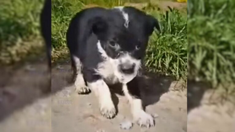 abandoned puppy