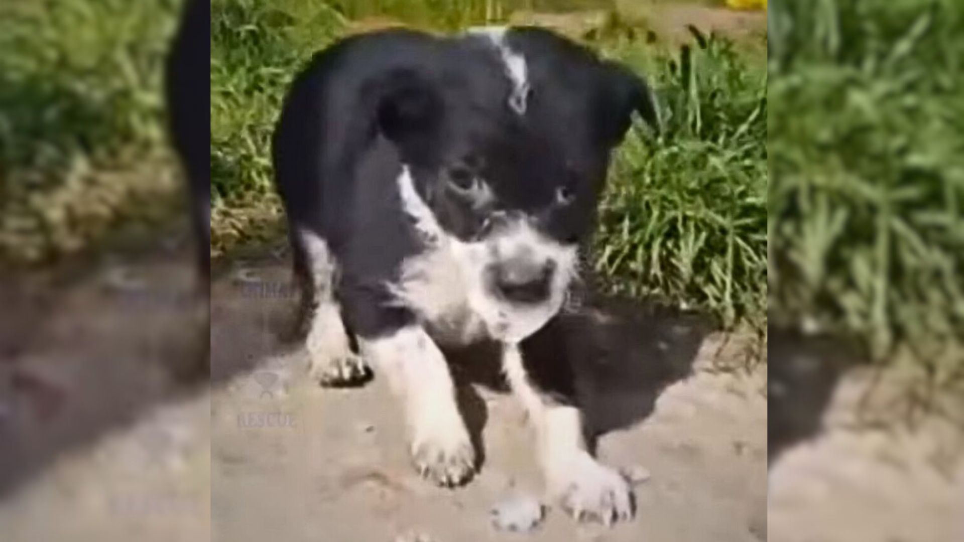 Abandoned Puppy Saved At The River Lived His Final Moments Surrounded By Love