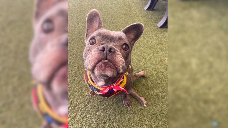 frenchie with paralyzed legs