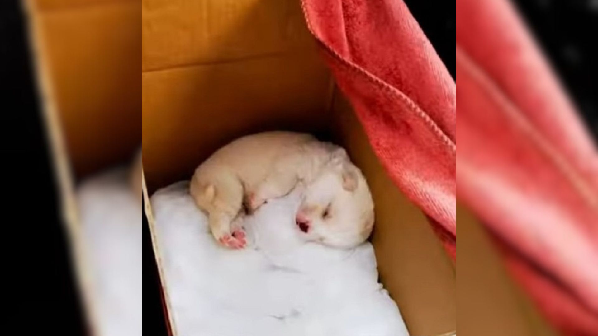 puppy dumped in a box