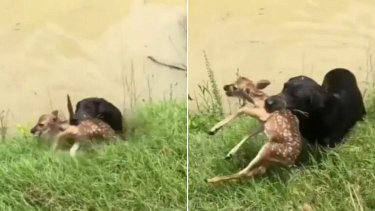 labrador rescuing fawn