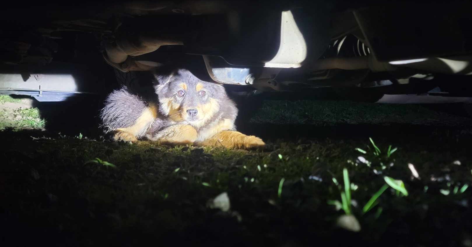 Black and brown dog hiding under car