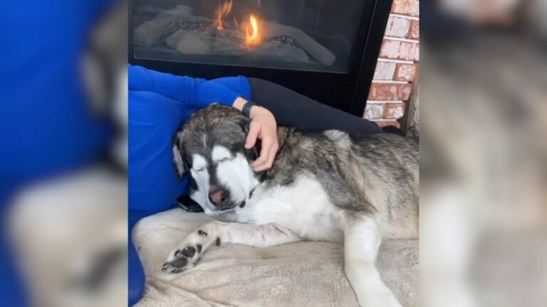 blind dog saved from euthanazia