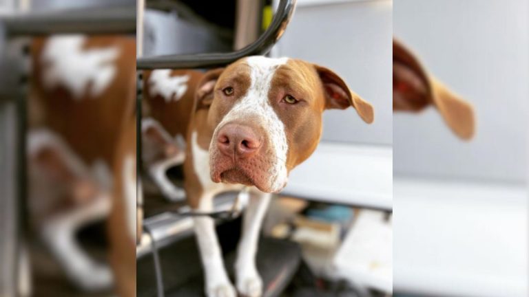 Old Pit Bull