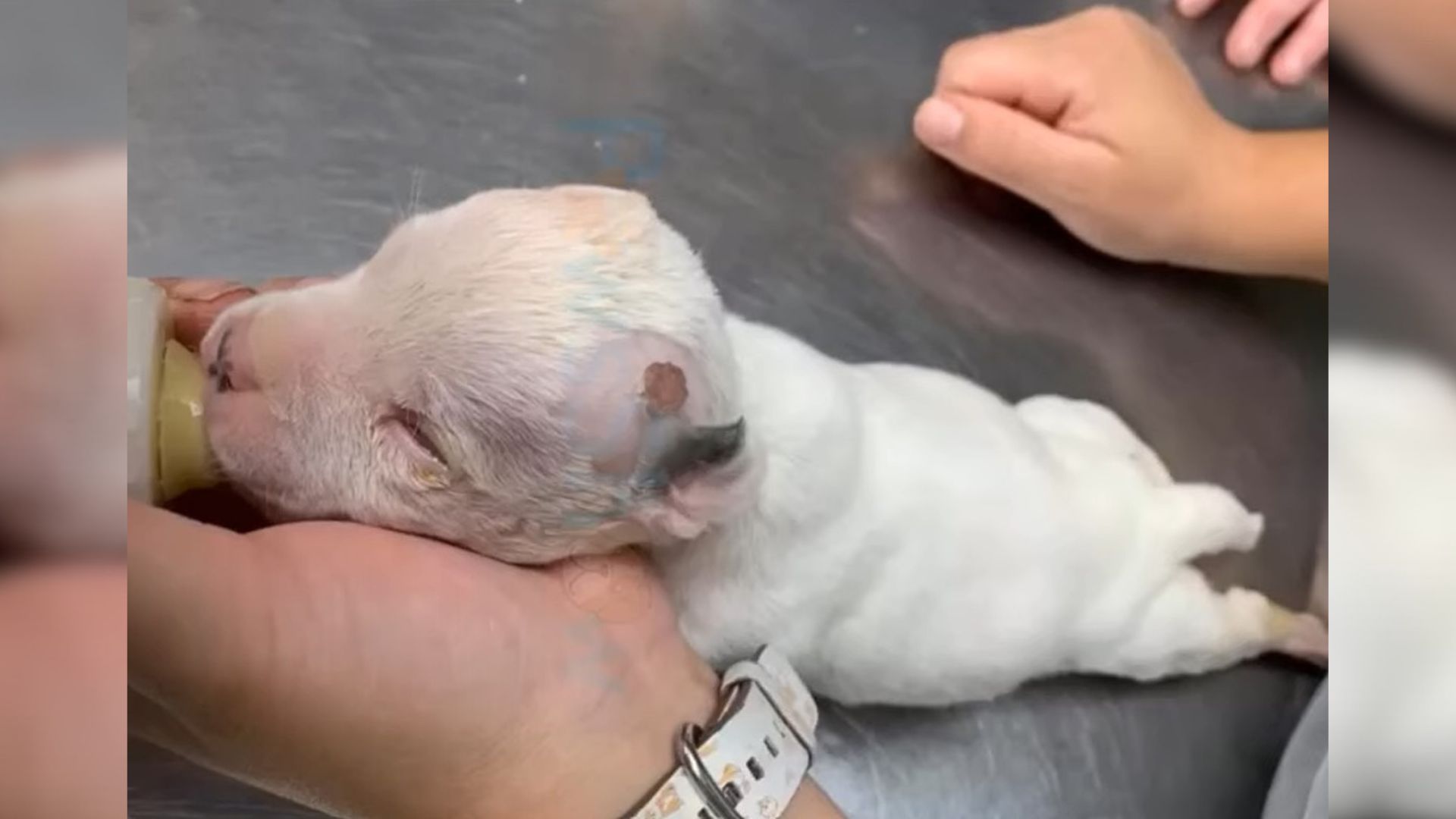 blind newborn puppy