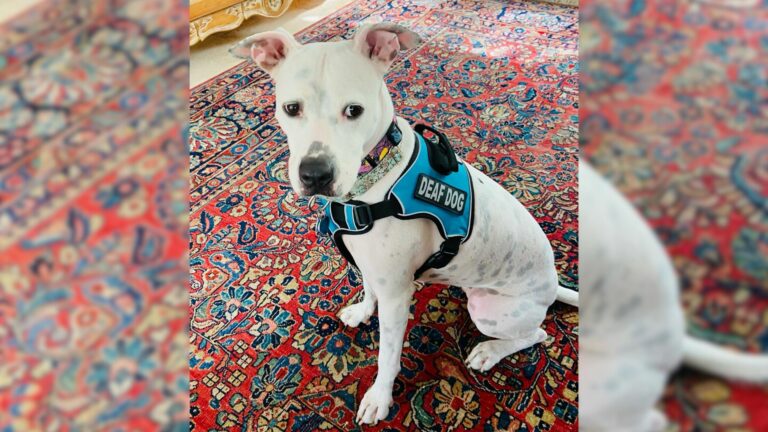 deaf dog meets her happy ending