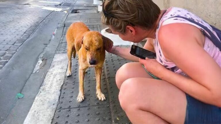 woman petting the dog