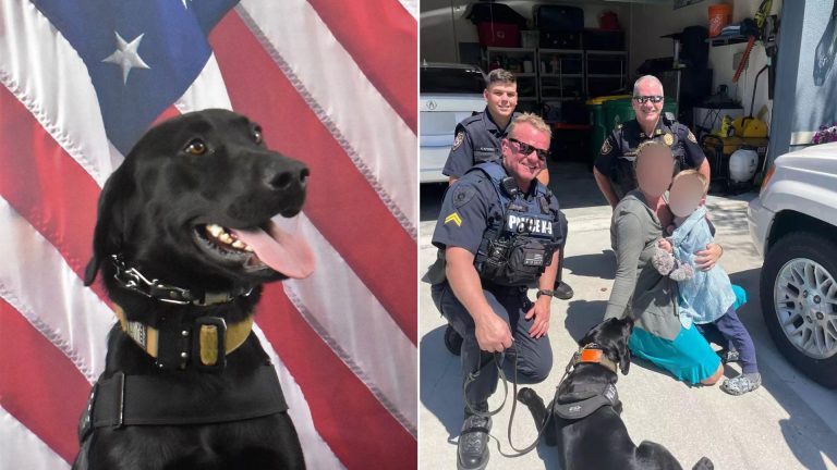 florida police dog helped to find a boy