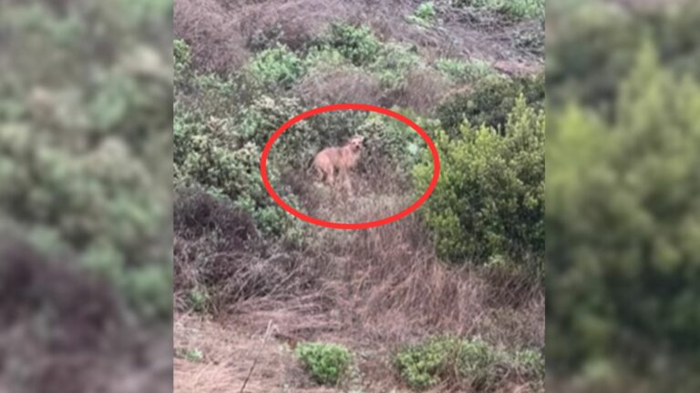 Dog in bushes