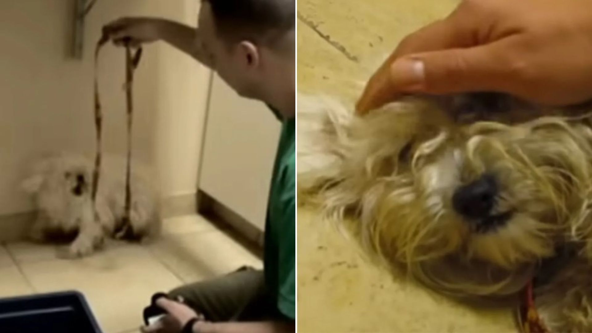 Dog Almost Euthanized For Being ‘Aggressive’ Is Saved By The Most Amazing Person