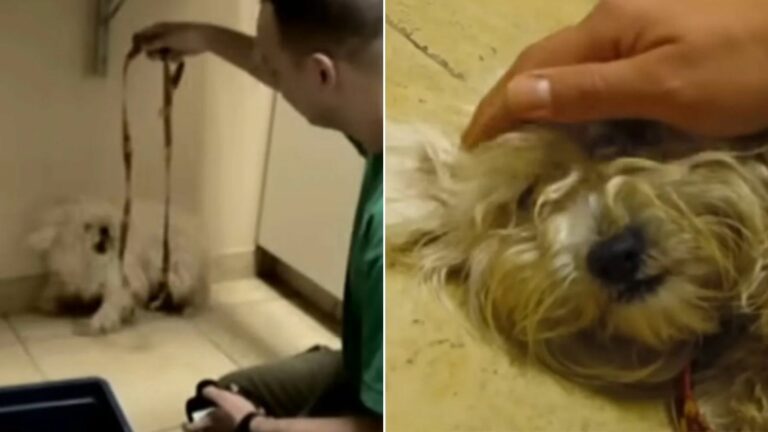 dog almost euthanized for being aggressive saved by amazing person