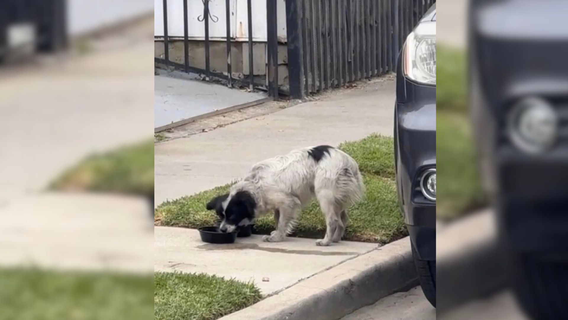 dog dumped on the street