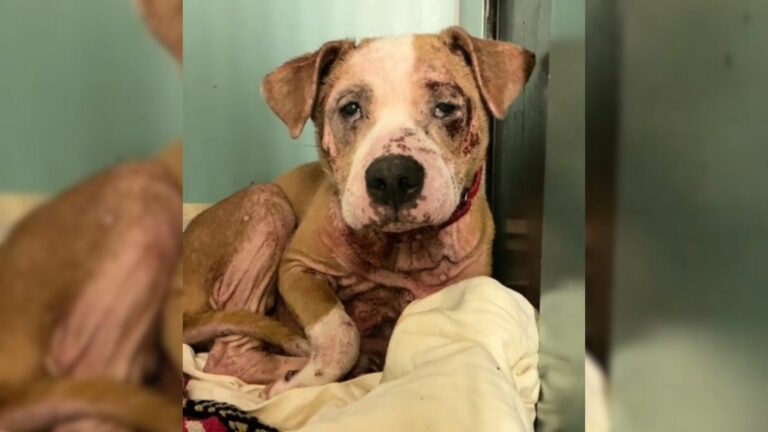dog with skin problems