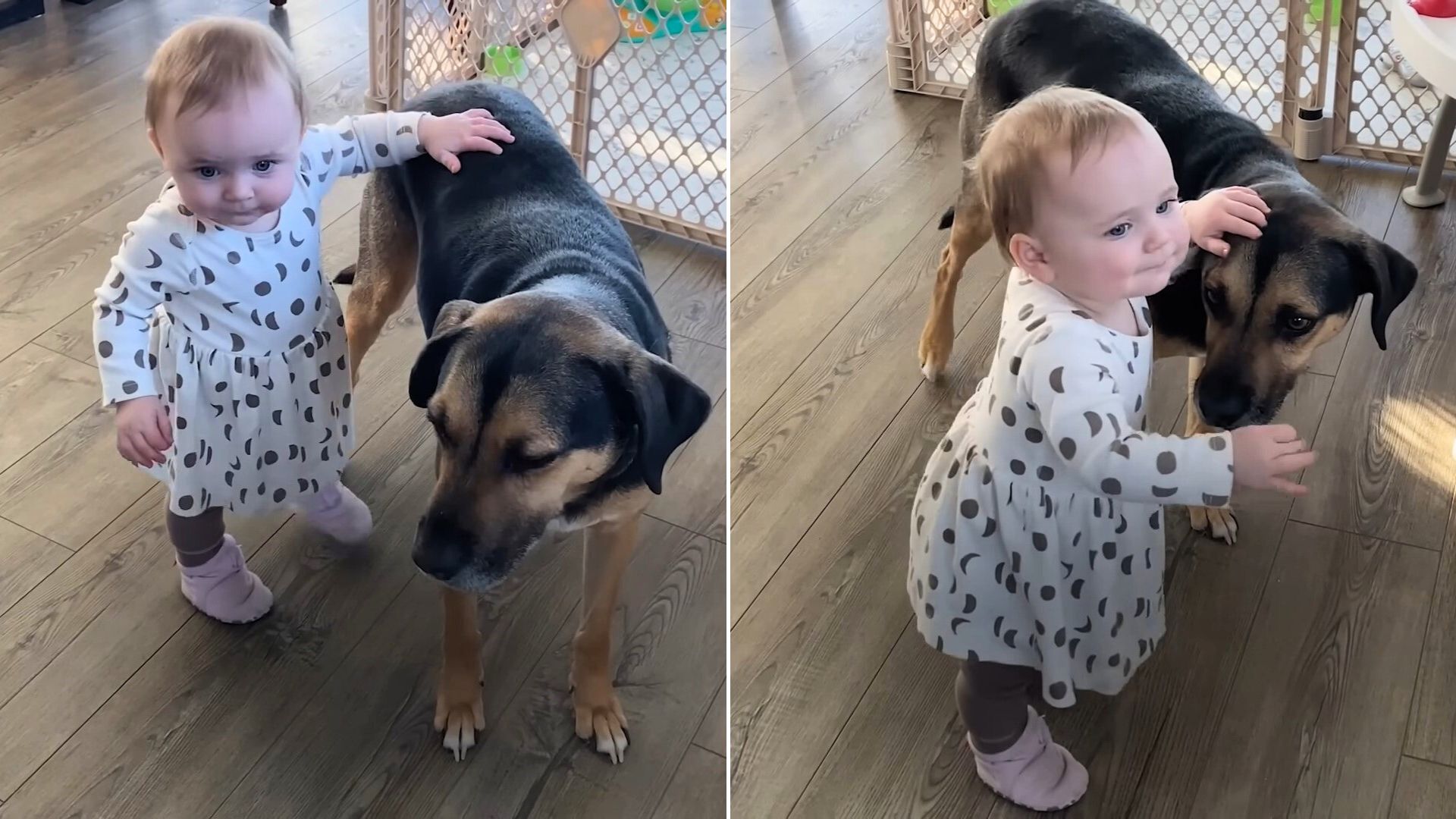 Dog Offers Tender Support To His Baby Sister As She Takes Her First Steps And Melts Hearts