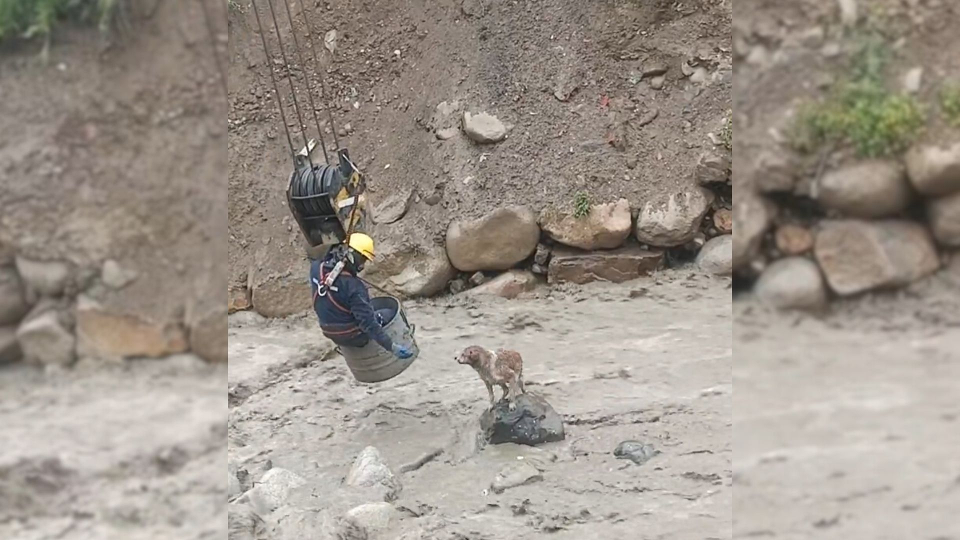 Dog Stuck In A Raging River Couldn’t Move Until Brave Construction Workers Came To Help